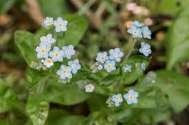 And as the name suggests, they are given or used to decorate gifts with the hope the recipient will not forget the giver. How To Grow And Care For Forget Me Not Plants