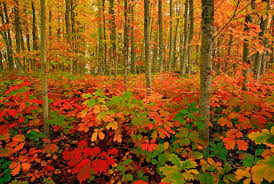 We did not find results for: 60 Breathtaking Fall Pictures The Photo Argus