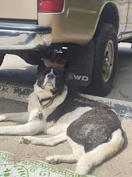 🐾 He waited every day… for someone who would never return. A true story of  loyalty that touched the world. 💔 That morning, everything seemed  ordinary. He left with his briefcase in