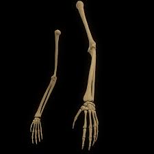 This is a 3d model of a human bone anatomy. Hand Arm Bone Anatomy 3d Model 25 Unknown Stl Obj Fbx C4d 3ds Free3d