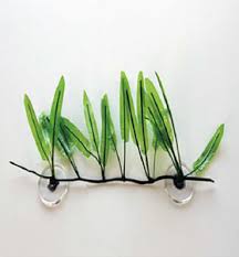 Image result for Halopegia