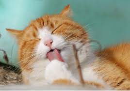 Check spelling or type a new query. Arti Mimpi Kucing Notordinaryblogger