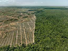 A significant portion of the expanding plantations have been established by converting natural forests, however, estimates for oil palm expansion originating from deforestation vary drastically. Clearcut 1 Palm Oil Plantation Borneo Malaysia 2016 Momus