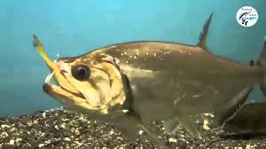 Bigger fish is eating a small one - YouTube