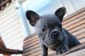 Frenchies are just super silly dogs, our frenchies love everyone and get along wonderfully with the other dogs and cats. Litter Of 3 French Bulldog Puppies For Sale In Durant Ok Adn 33772 On Puppyfinder Com Gender Female French Bulldog French Bulldog Puppies Puppies For Sale