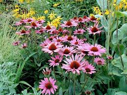 Roter Sonnenhut Echinacea Purpurea Mehrjahrige Pflanzen Pflanzen Sonnenhut