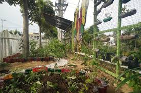 Daun adenium ada beberapa macam, bentuk lonjong, runcing, kecil dan besar, serta ada yang berbulu halus. Ini 70 Jenis Koleksi Tanaman Asman Toga Dlh Atam Dinas Lingkungan Hidup