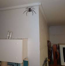 More images for how to kill a big spider » Australian Man Explains Why He Let A Spider The Size Of His Face Live In His House For A Year Iflscience