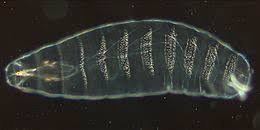 The endoderm plays an important role in patterning the segmented pharyngeal region in zebrafish (danio rerio) Christiane Nusslein Volhard Wikipedia