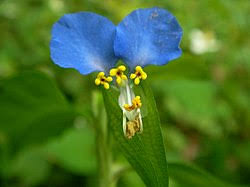 Image result for Commelina triangulispatha