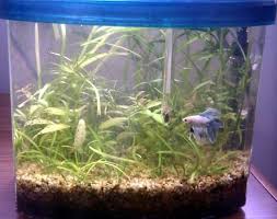 6 Gallon Hex Npt Betta Tank Planted Betta Tank Freshwater Aquarium