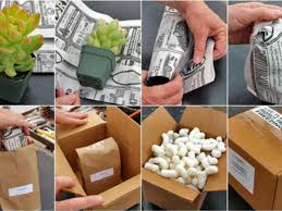 As a result, there will be times when you will need to wrap an oddly shaped gift, like a cylinder. How To Send Succulents By Mail World Of Succulents