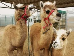 It's a cross between a camel and a llama. Rama The Cama Has Company Uae Gulf News