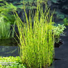 Image result for Equilabium pauciflorum