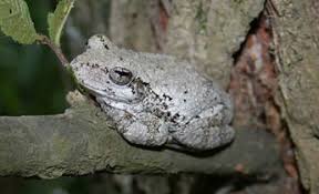Image result for northern grey tree frog