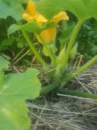 Cacti & succulents california native garden hedge plants grasses/grasslike rabbit resistant fire resistant fragrant indoor plants butterflies edible and culinary erosion control hummingbirds stone fruit. Edible Flowers Savor The Southwest