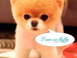 fluffy