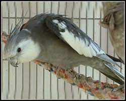 انواع طيور الكروان المرسال