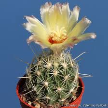 Image result for Tapinanthus erectotruncatus