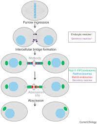 Cytokinesis is essential for increasing cell numbers and cell diversity during development (balasubramanian et al. Membrane Traffic In The Late Steps Of Cytokinesis Current Biology