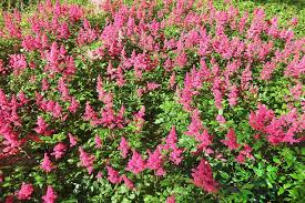 Most astilbe plants are hardy in united states department of agriculture zones 4 to 9, but a few are the larger types of astilbe provide real punch in the perennial shade garden. How To Grow Astilbe Growing And Caring For Astilbe Flowers