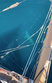 Maybe you would like to learn more about one of these? Giant Shark Sparks Megalodon Fears After Tourists Scream As It Circled Cruise Ship World News Mirror Online