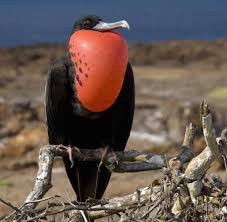 Ecuador Auf Den Galapagosinseln Sind Tiere Die Stars Bilder Fotos Welt