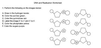 Some of the worksheets for this concept are replicating dna answer key, biology dna structure answer key, dna and rna workbook answer key, dna structure and replication answer key, cracking your genetic code work answers, chapter 14 work answer, dna and genes answer key, km 754e 20151221092331. Dna Structure And Replication Worksheet By Sandra Garza Tpt