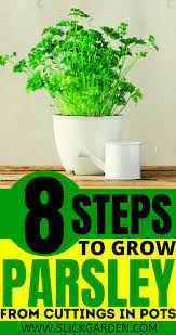 8 Steps To Grow Parsley From Cuttings In Pots Regrow Parsley Growing Parsley Growing Herbs At Home Growing Vegetables