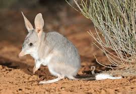 Bilby Australia Animals Bilby Animal Animals