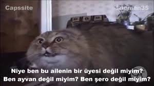 Konusan Kedilerin Komik Diyaloglari Madem In Izlemen Youtube