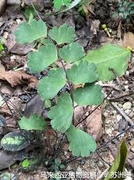 Image result for Adiantum soboliferum