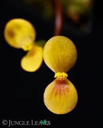 Image result for Begonia vankerckhovenii