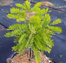 Image result for Millettia