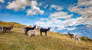 Here are translation and definition belgesel. Esel Grasen Foto Vorratig Crushpixel