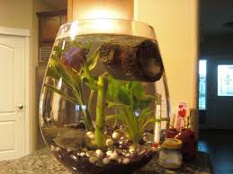 My Water In My Tank Keeps Getting Cloudy I Have A Betta Fis My Aquarium Club