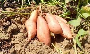 Tanam ubi kayu dalam polybag. Panduan Lengkap Cara Budidaya Ubi Madu Cilembu Yang Baik Dan Benar Bagi Pemula Agar Sukses Faunadanflora Com