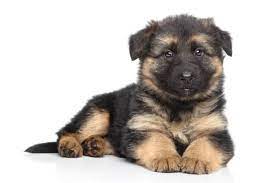 Fortunately, the german shepherd is pretty low maintenance in this area. How Much Does A German Shepherd Cost Ultimate Buyer S Guide Perfect Dog Breeds