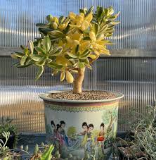 Image result for Crassula alba