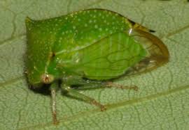 Image result for Buchnera cryptocephala