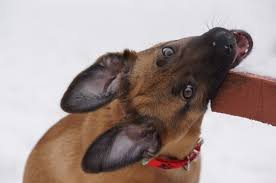 Then immediately walk away from him. Help My Puppy Keeps Biting Me Aggressively Pethelpful