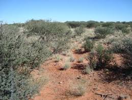 Image result for Hermbstaedtia scabra