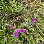 Image result for Erlangea