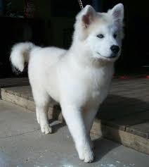 Black And White Akita Puppy For Sale Avengers Preferences Pets White Husky Akita Dog Puppies