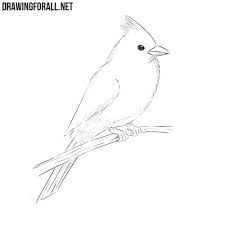 Check spelling or type a new query. How To Draw A Northern Cardinal