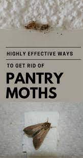 Eliminating and preventing pantry moths. Highly Effective Ways To Get Rid Of Pantry Moths Cleaning Expert Net Pantry Moths Meal Moths Pantry Moth Larvae