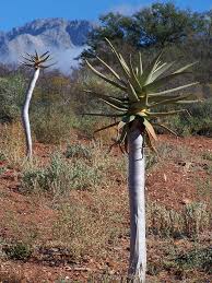 Home, garden & tools for sale in cape town. Little Karoo Gardens Cape Town South Africa Africa South Africa