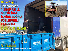 Ceviz Fidani Transfer Merkezi Sahil Mavi