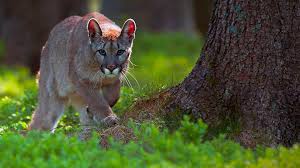 All information about unam pumas (liga mx apertura) current squad with market values transfers rumours player stats fixtures news. Wildlife Friendly Enterprise Network Blog Archive Puma