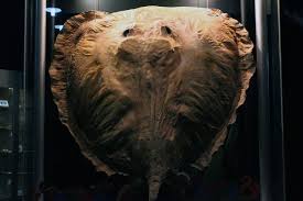 Maybe you would like to learn more about one of these? Giant Freshwater Stingray Wikiwand